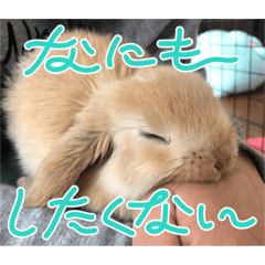 Rabbit2_20241214100655