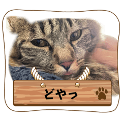 Haruru_20241213203750