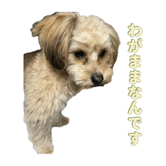 cornet_20241213230107