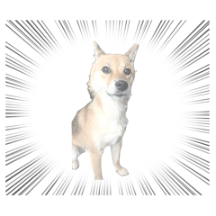 柴犬テンのスタンプデビュー！！
