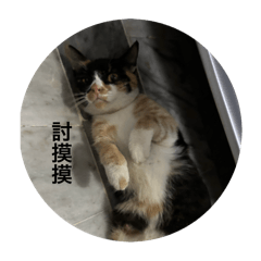 是貓也是狗
