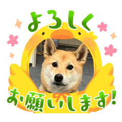miyuki_20241214010625