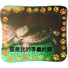 家裡有隻怪怪龜