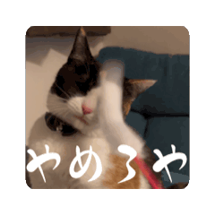 miki_20241215093208