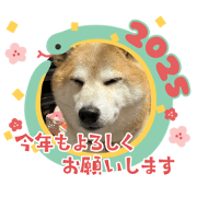 fuwawa_20241214182218