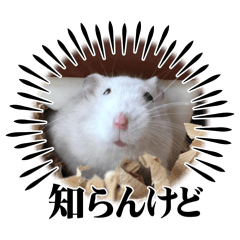 kinako_20241214165521