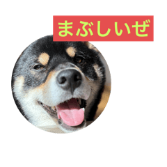 ten_shibashibainu