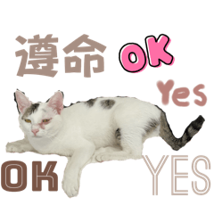 小meow meow