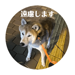 Hanako_20241214154203