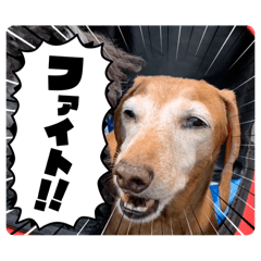 kandahal_20241214185640