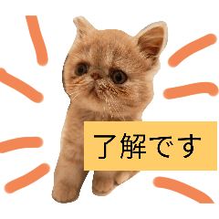 chihiro_20241214224807