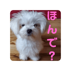 kinako_20241214192030
