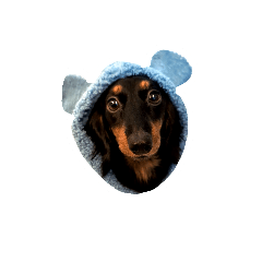 chocoyama_20241214231840