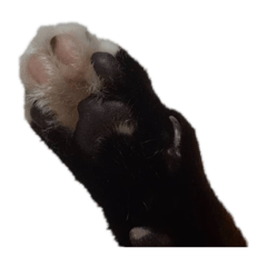 mumu_20241215101250