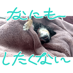 aochie_20241214230925