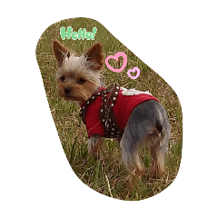 yuki_20241215001804