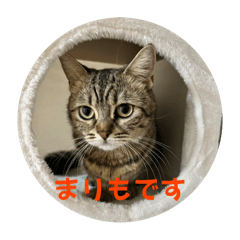 munchkin marimo