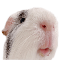 miracle guinea pig