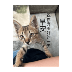 臭抖宅