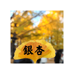 Autumn Ginkgo