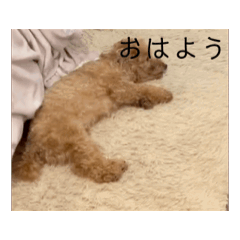 PIKYAPIKYO_20241215215823