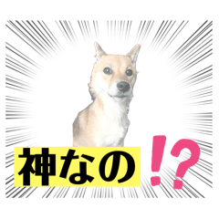 テンの大冒険3