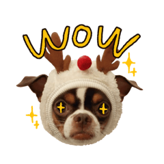 Chloe the dog