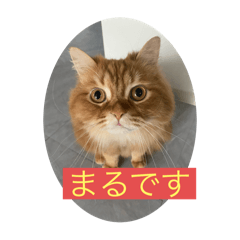 sasa_20241215115409