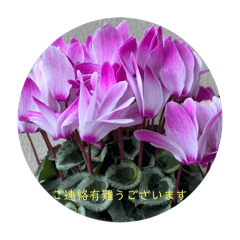 mie_20241215125800