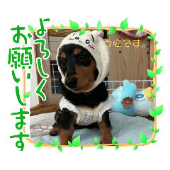 Coco_20241215134142