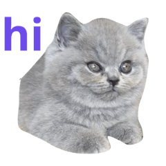 Mungkood - British Shorthair