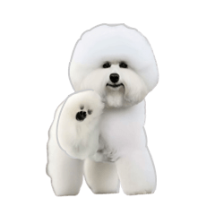 big bichon frize sticker