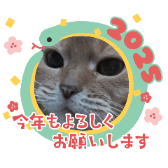 kinako_20241215185319