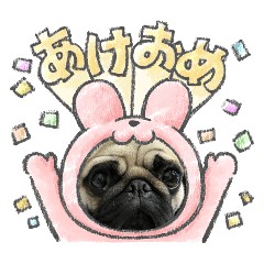 pug okoge_20241215143501