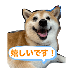 fujikurafamilysibainu