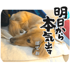 potato_20241215213646