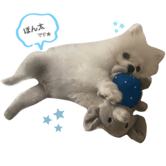 ポメのぽん太くん