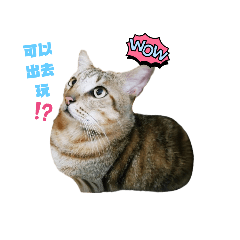 旺旺の可愛日常