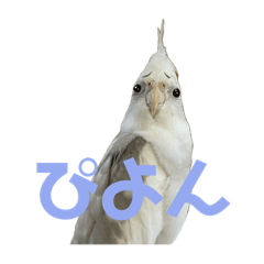 vanilla_20241216020704