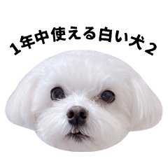 １年中使える白い犬２