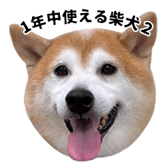 １年中使える柴犬２