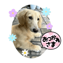 HACHI_20241216115512