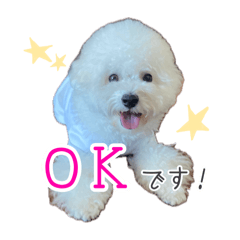 Yukichi_BichonFrise