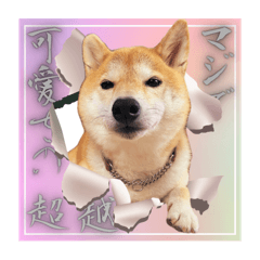 Shiba Inu stickers to express feelings 1