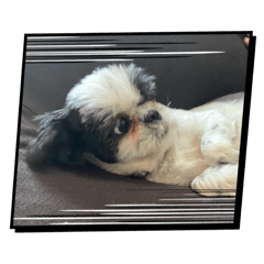 PIKYAPIKYO_20241216072251