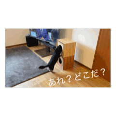 Tommy_20241216164248