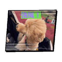 Rio1999_20241216235831