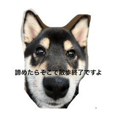 choco_20241216192925