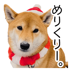 Shibainu new year holiday conversation