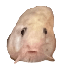 rena_20241216194713